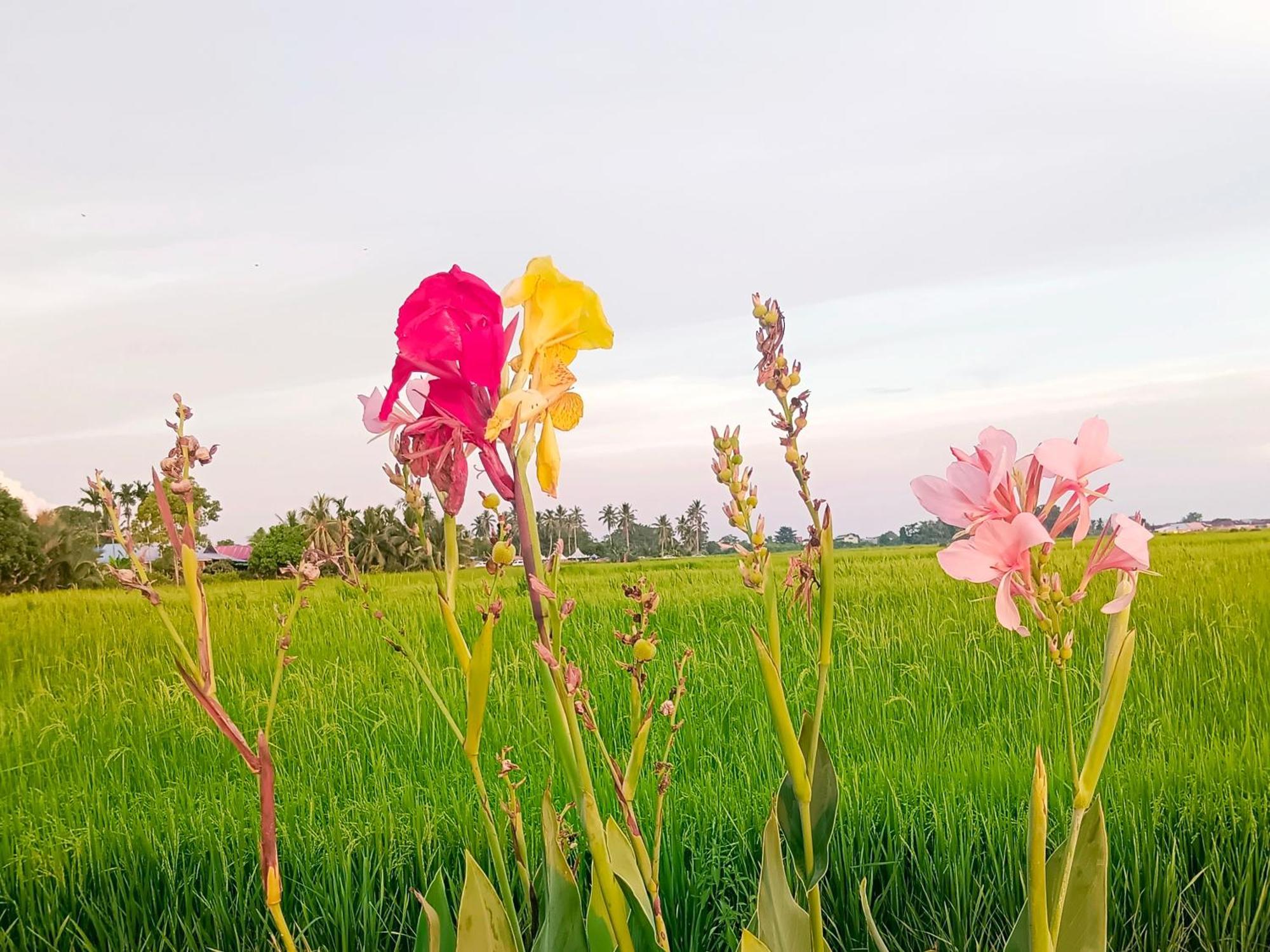 Kurau Inn Farmstay Kuala Kurau エクステリア 写真